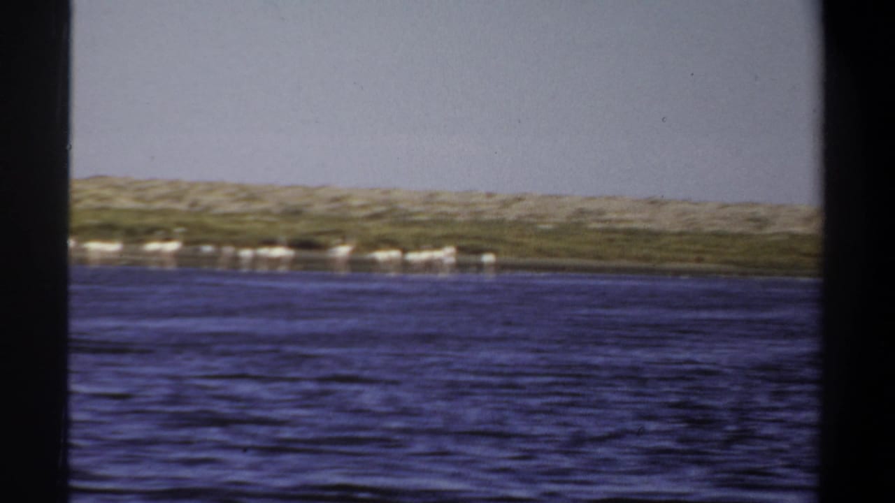 White flamingos appear as a distant line along the far water edge.