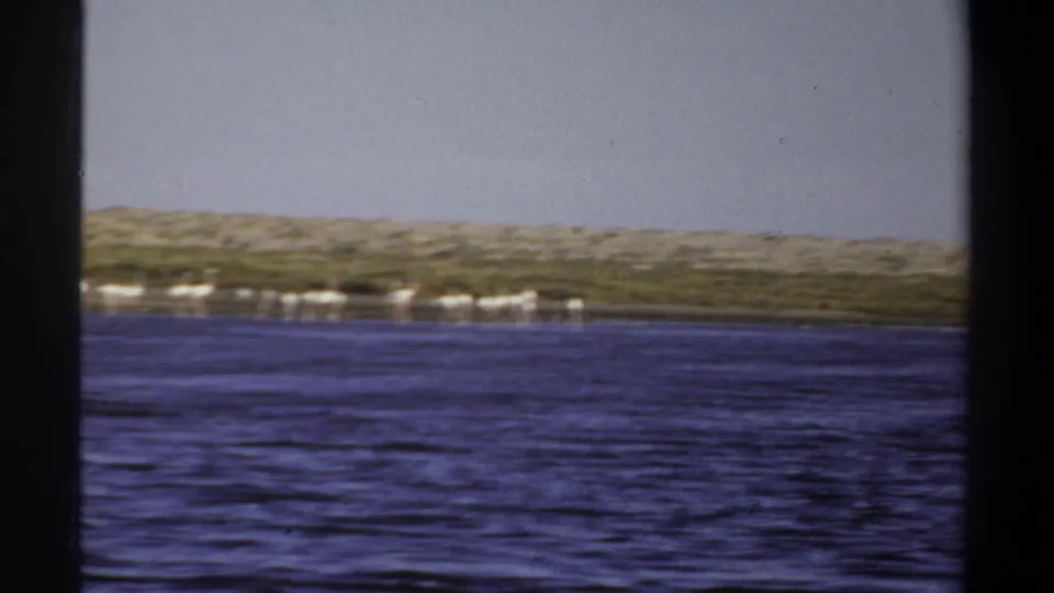 1969 Khartoum 8mm frame with a distant row of white flamingos at the water's edge, backed by sandy ground and sky.