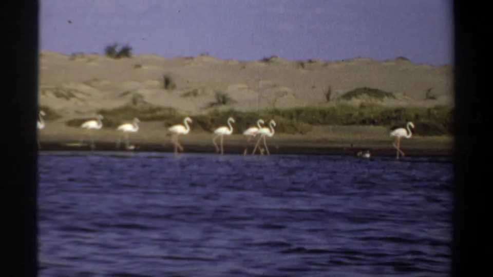 1969 Khartoum 8mm frame showing flamingos wading and walking along a sandy shoreline with sparse vegetation behind them.