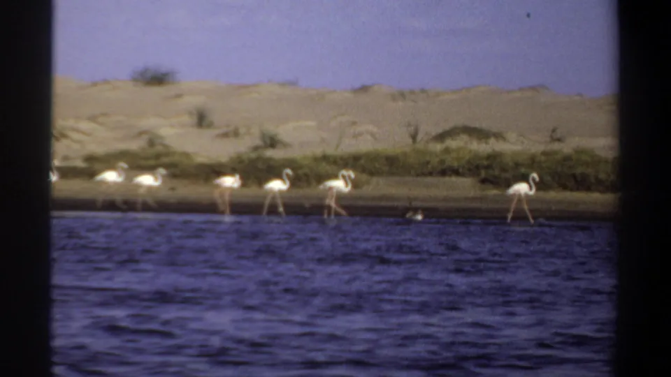 1969 Khartoum 8mm frame of several flamingos walking along the water's edge below sandy dunes and low greenery.