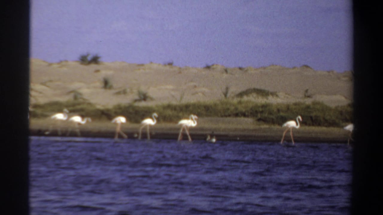 1969 Khartoum 8mm frame showing white flamingos spaced along a shoreline, with blue water in front and sandy banks behind.