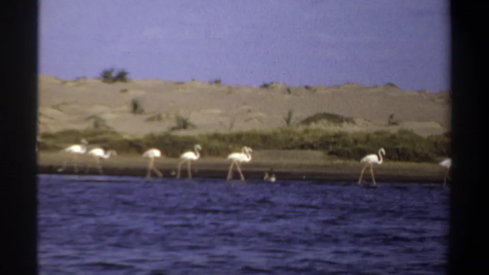 1969 Khartoum 8mm frame showing white flamingos spaced along a shoreline, with blue water in front and sandy banks behind.