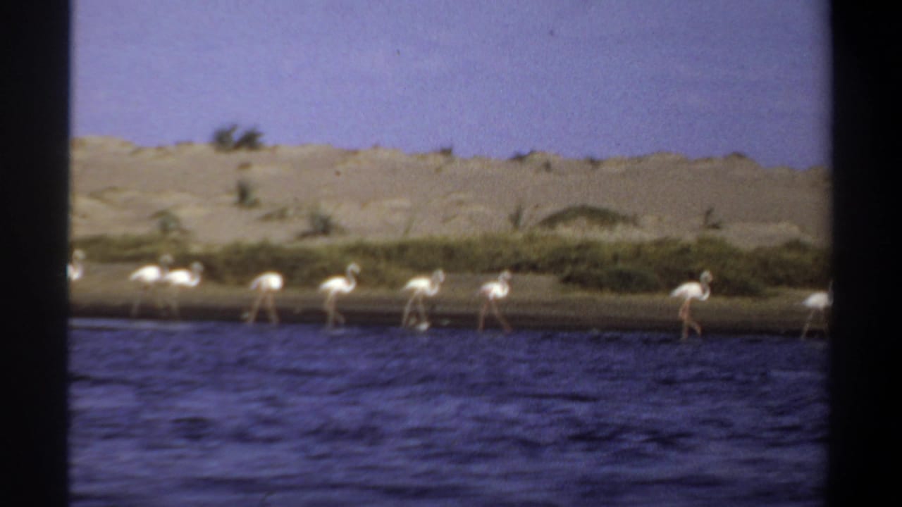 Several white flamingos stand and walk at the edge of a lake.