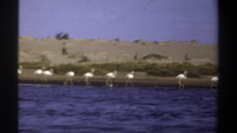 1969 Khartoum 8mm frame with a line of white flamingos at the water's edge, backed by sand and low green growth.