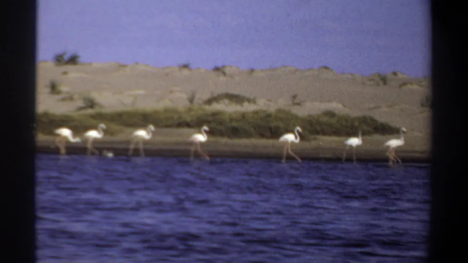 1969 Khartoum 8mm frame showing flamingos along a narrow shore, with rippled water below and pale sand beyond.