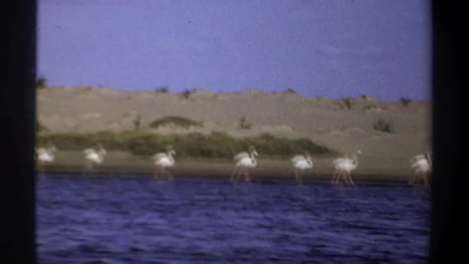 1969 Khartoum 8mm frame with white flamingos near the right side of a shoreline, softened by motion and film texture.