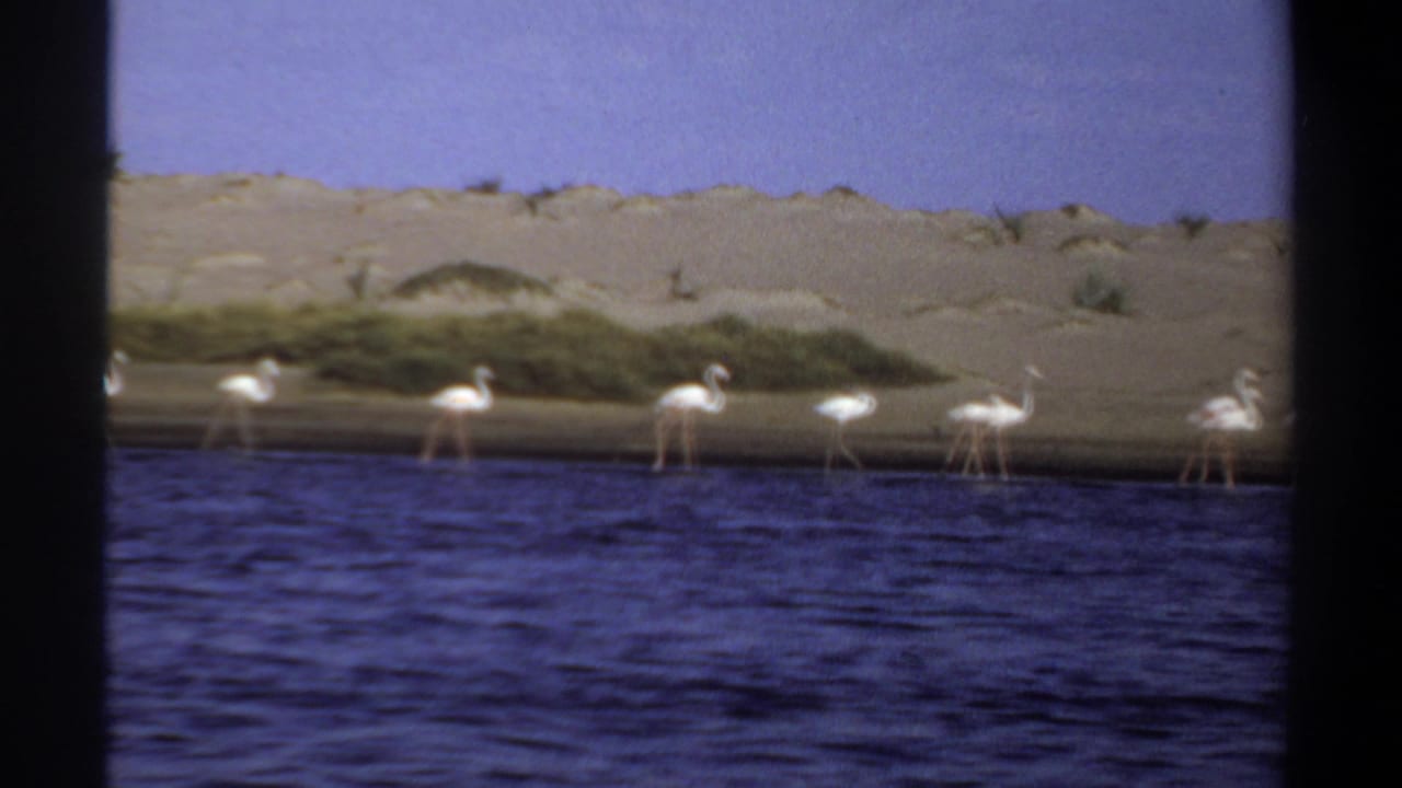 1969 Khartoum, Sudan 8mm frame showing flamingos along shallow blue water with dunes and sparse vegetation behind them.