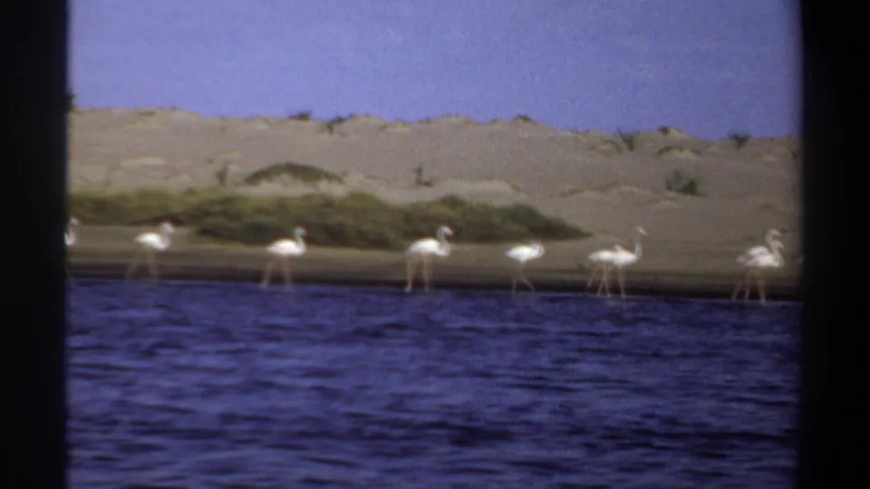 1969 Khartoum, Sudan 8mm frame showing flamingos along shallow blue water with dunes and sparse vegetation behind them.