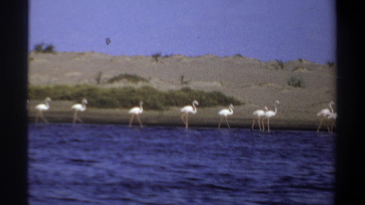 A line of flamingos moves beside blue water with sand and scrub behind them.