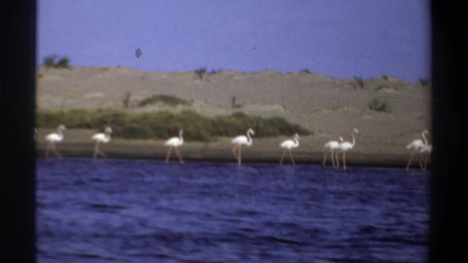 1969 Khartoum, Sudan frame of white flamingos walking along a narrow shoreline beside rippled water and sandy dunes.