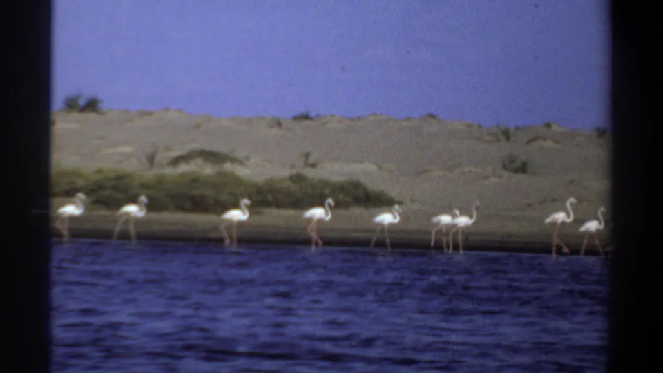 1969 Khartoum, Sudan 8mm still with flamingos clustered along the waterline, backed by sand, scrub, and open sky.