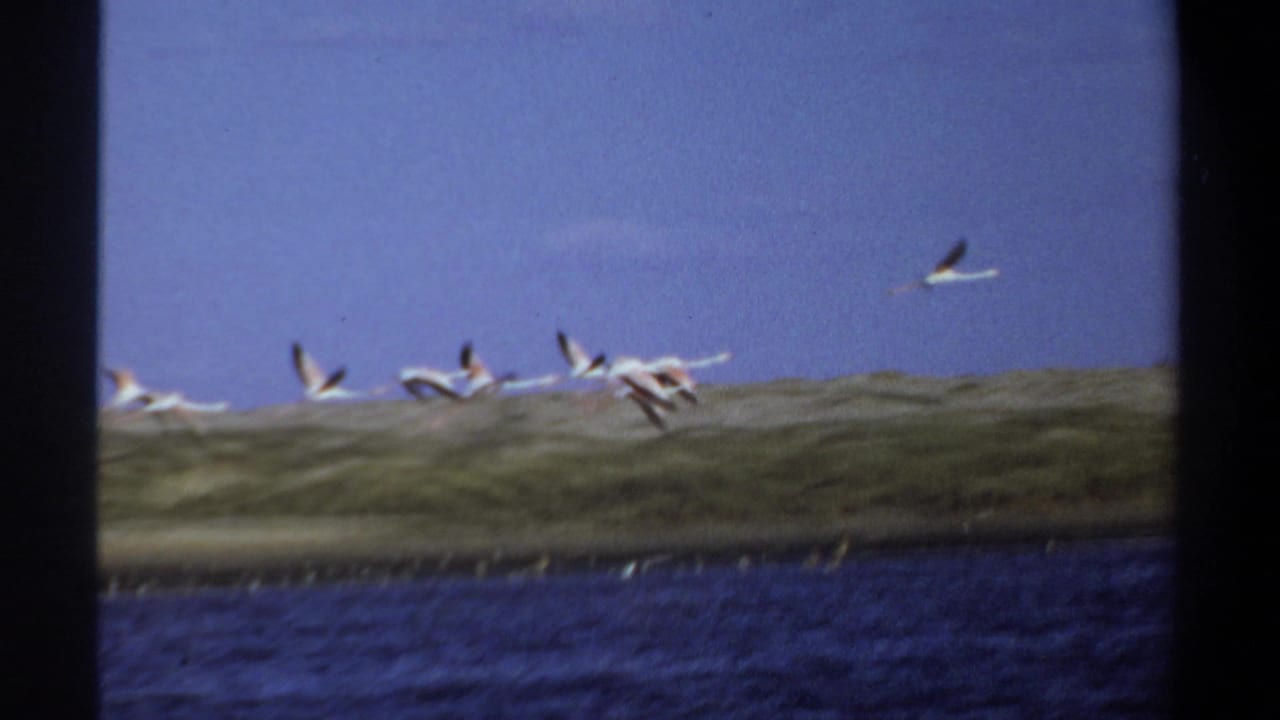 1969 Khartoum 8mm frame with a small flock of white birds crossing above water and low shoreline vegetation.