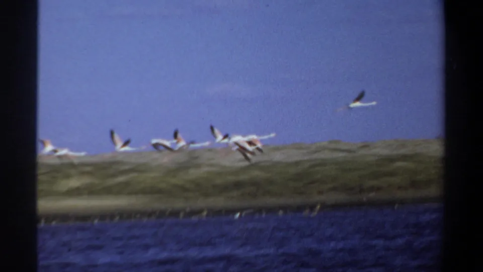 1969 Khartoum 8mm frame with a small flock of white birds crossing above water and low shoreline vegetation.