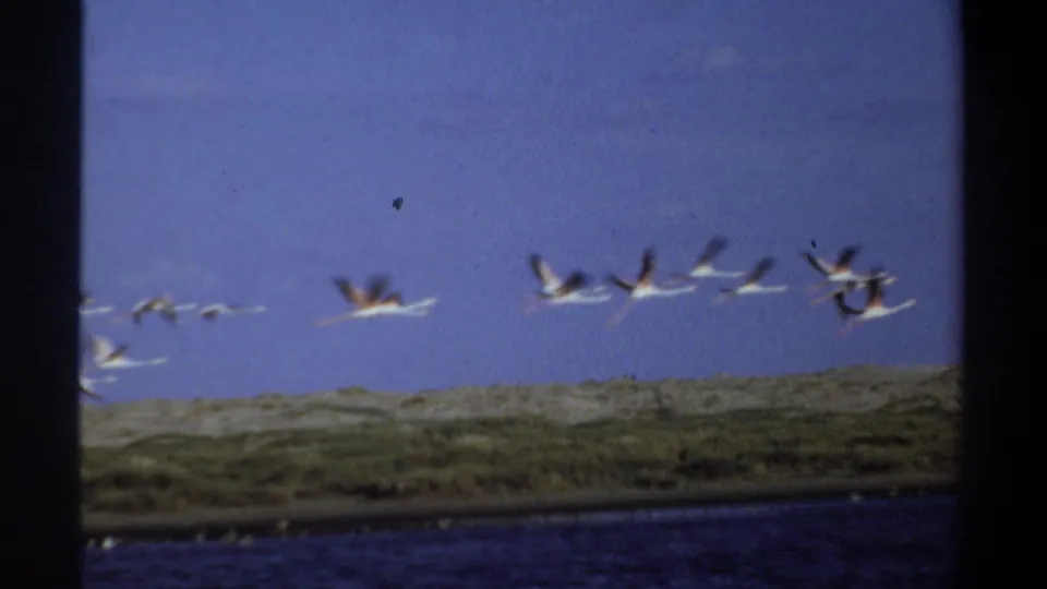 1969 Khartoum 8mm frame showing white birds flying across a soft blue sky above dark water and a low green-brown shore.