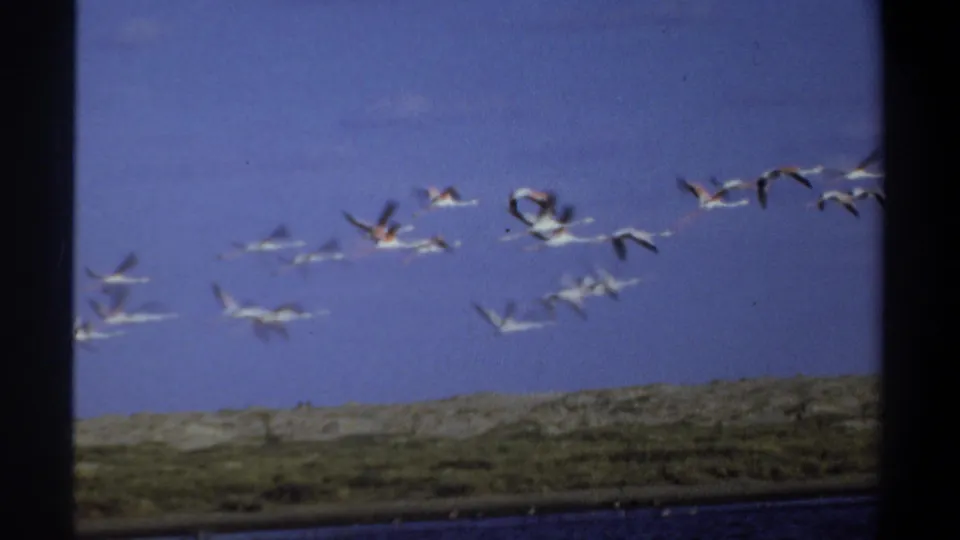 1969 Khartoum 8mm frame with a larger flock of white birds spread across the sky over water and low shoreline vegetation.