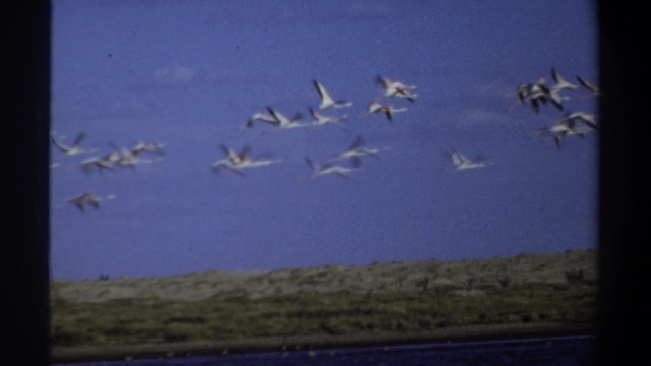 1969 Khartoum home-movie frame showing flamingos or similar long-legged birds crossing the sky above a low, open landscape.