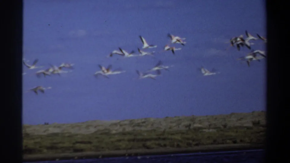 1969 Khartoum home-movie frame showing flamingos or similar long-legged birds crossing the sky above a low, open landscape.