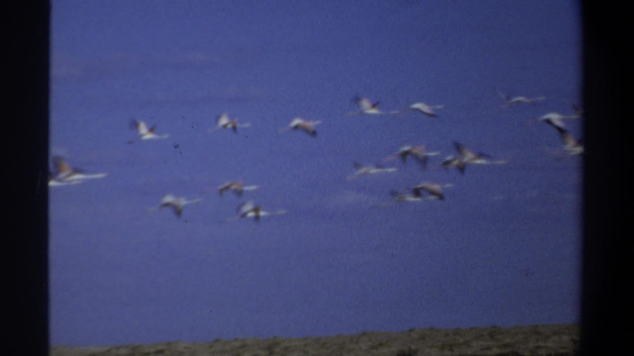 Birds flying in a loose line above a low horizon and blue sky.