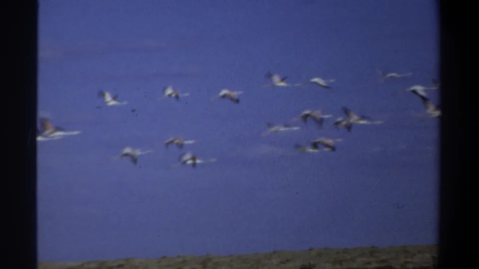 1969 Khartoum footage frame with a flock of flamingos or similar birds moving across open sky above a flat landscape.