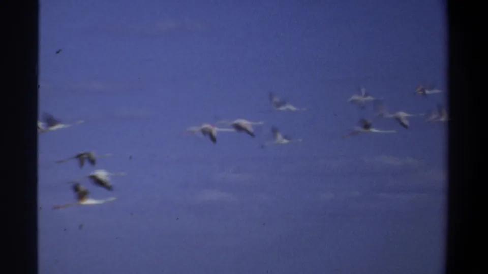 A handheld 8mm frame from the 1969 Khartoum clip follows the flock as individual birds blur against the blue sky.
