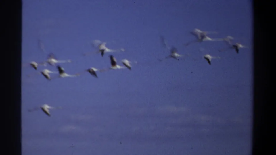 Final frame of the 1969 Khartoum home movie shows the flock passing through blue sky with soft 8mm grain and motion blur.