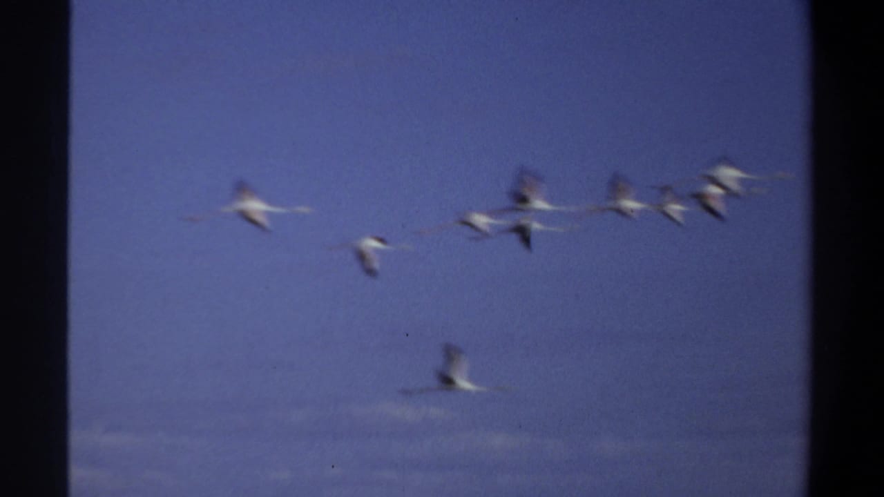 Several white birds fly through a blue sky in 1969 Khartoum 8mm footage, with soft motion blur and dark scan borders.