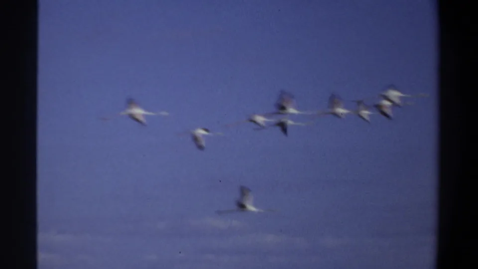Several white birds fly through a blue sky in 1969 Khartoum 8mm footage, with soft motion blur and dark scan borders.