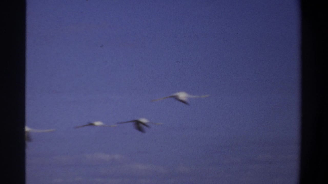Scattered white birds flying against a blue sky with soft clouds.