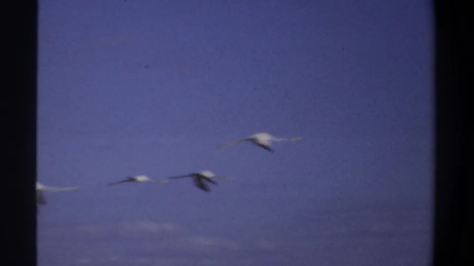 White birds appear at different distances against a blue Khartoum sky, with handheld 8mm softness and visible film edges.