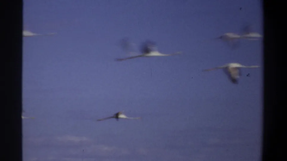 A few white birds fly lower in the frame beneath the blue sky, captured with blurred wing movement on 8mm film.