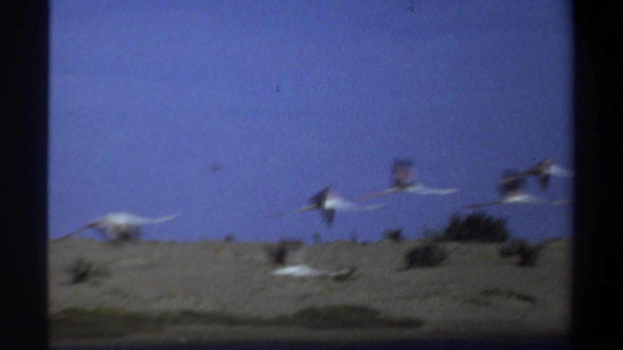 1969 Sudan 8mm frame showing several blurred white birds in flight over a sandy shoreline or desert edge.