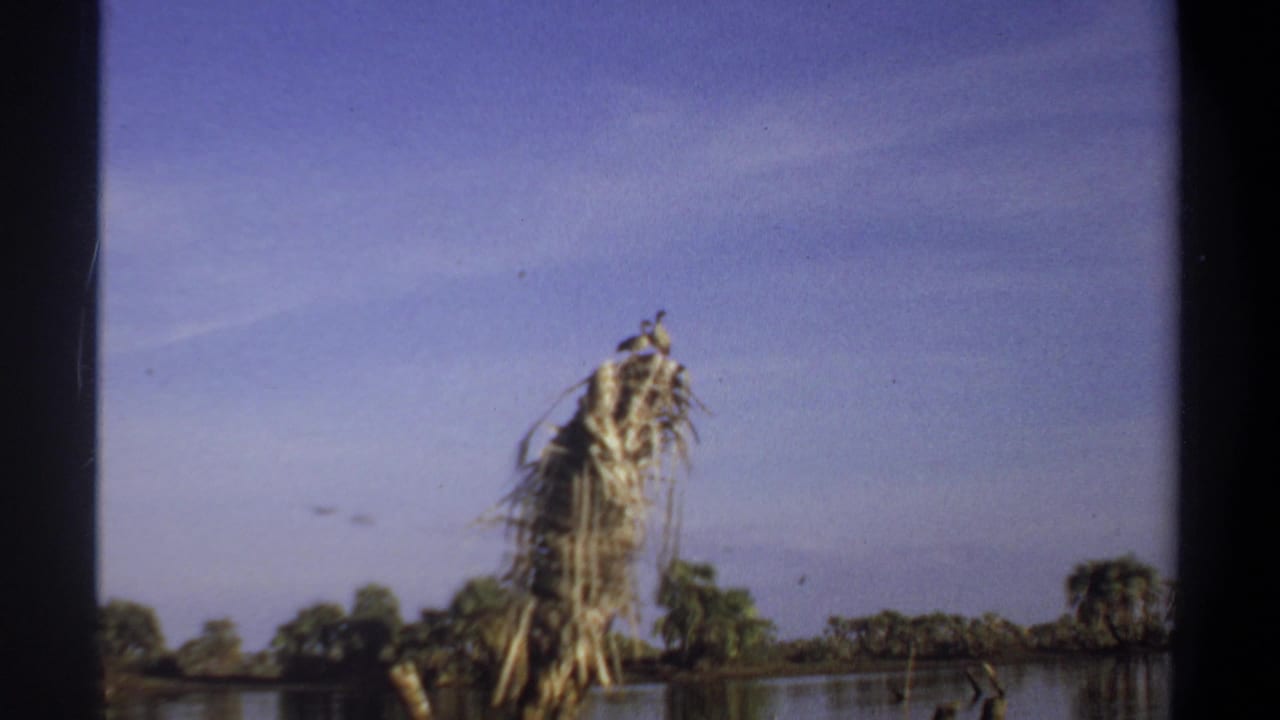 A bird perches on dead palm fronds beside calm water and distant trees.
