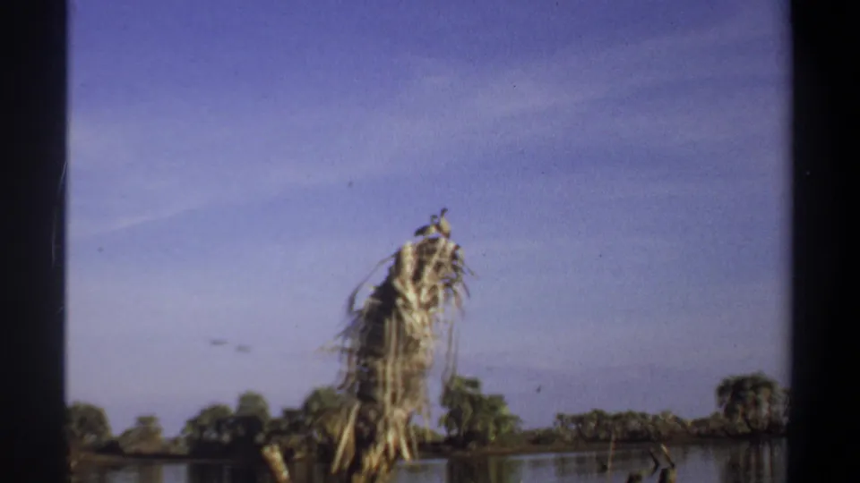 Sudan home-movie river view with a bird perched on dead palm fronds above calm water and a low tree line.