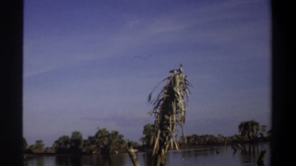 1969 Sudan river landscape frame showing dead palm fronds, a perched bird shape, calm water, and distant shoreline trees.