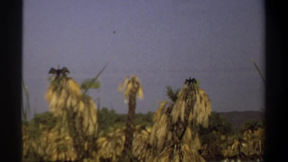 1969 Khartoum-area home-movie frame with dry palms or banana plants, reeds, low vegetation, and distant hills under blue sky.