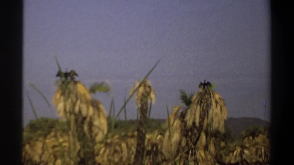 1969 Khartoum-area riverside vegetation with dry palms or banana plants, thin reeds, shrubs, and low hills in the distance.