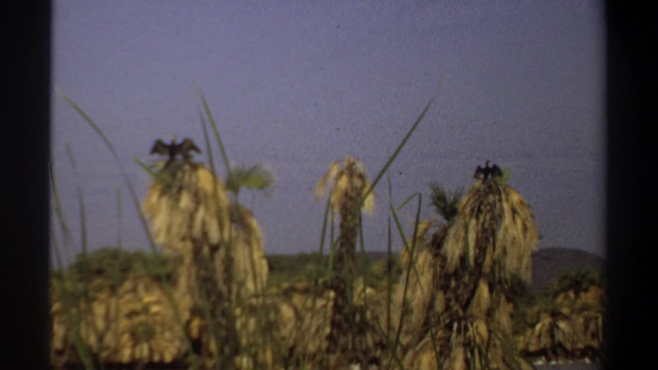 1969 Khartoum 8mm frame showing dried palm tops, grass stems, and dark bird-like shapes silhouetted against a pale sky.