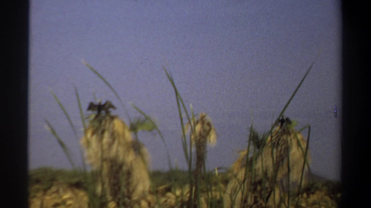 Tall grass and dried palm tops appear in soft focus beneath a pale sky.
