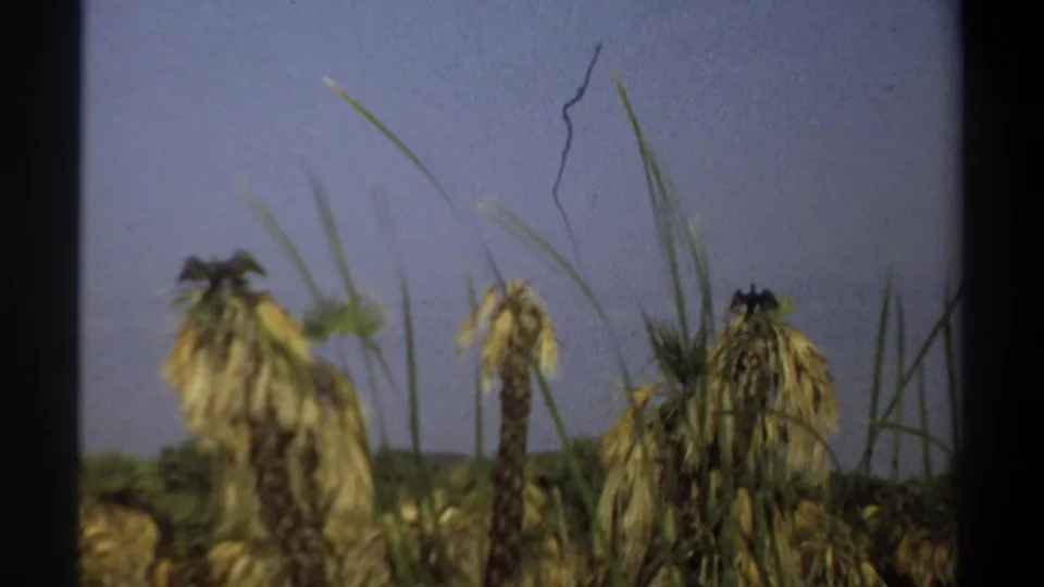 1969 Khartoum home-movie frame showing dried palm crowns, grass stems, and dark bird-like shapes in a grainy outdoor view.