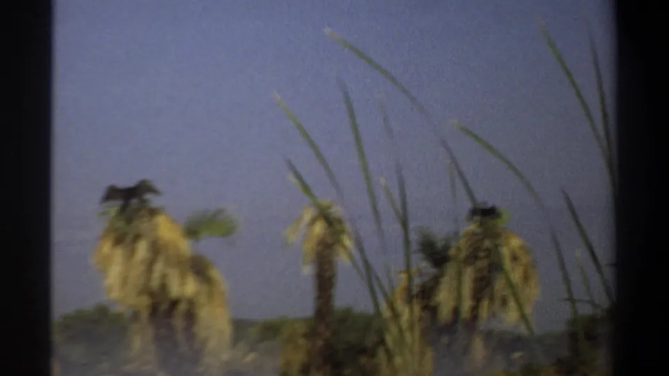 Blurred 1969 Khartoum 8mm frame with tall grass, dried palm tops, and a dark bird-like form near the right treetop.