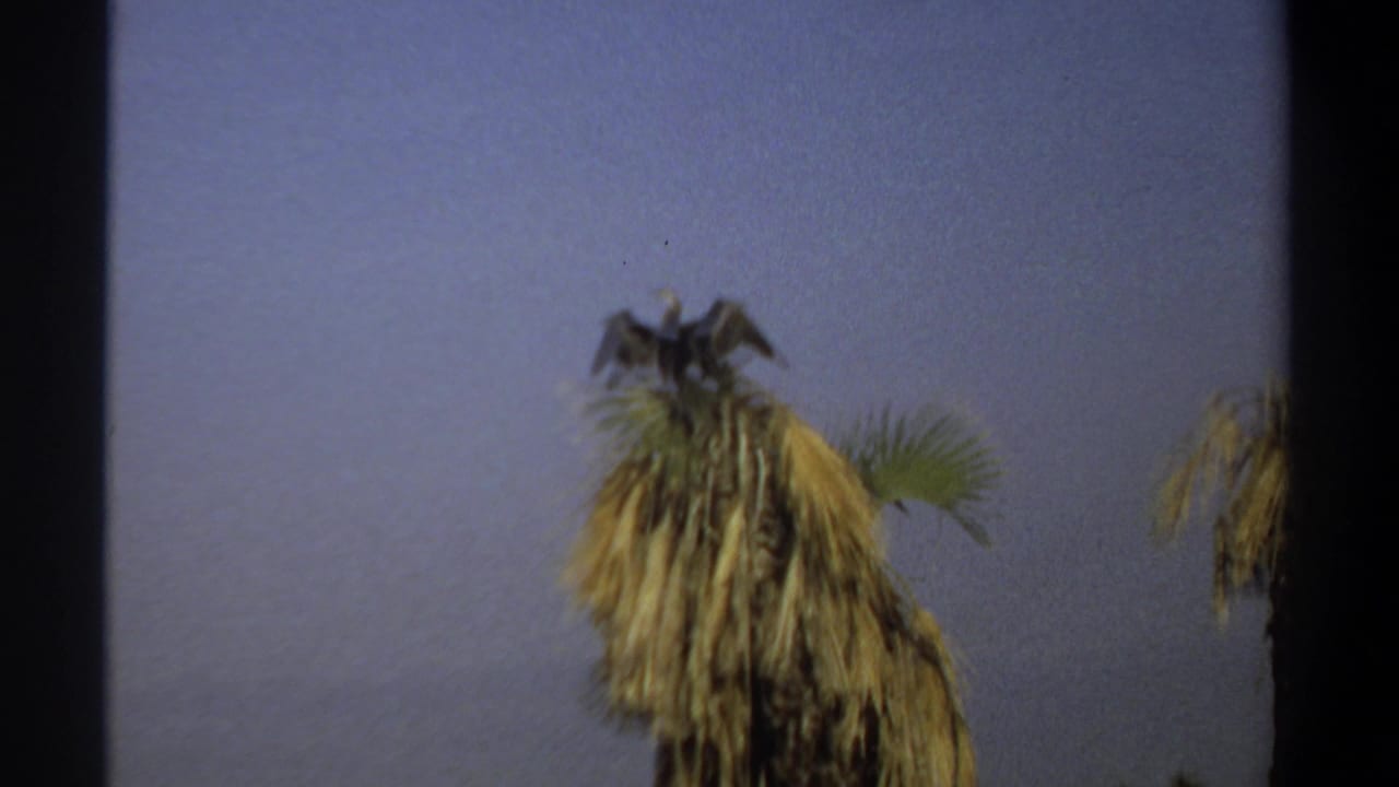 1969 Khartoum 8mm frame showing a large dark bird on top of a dried palm, with wings partly spread against open sky.
