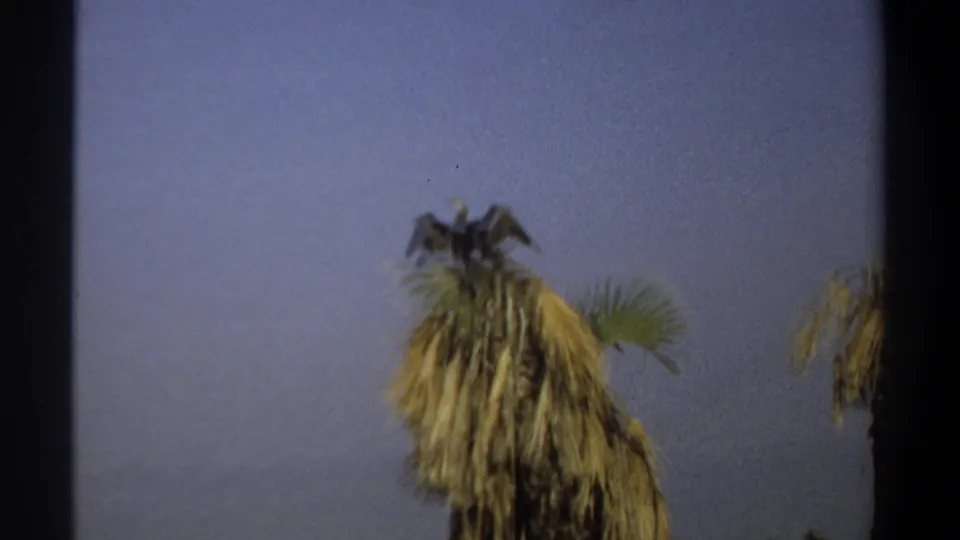 1969 Khartoum 8mm frame showing a large dark bird on top of a dried palm, with wings partly spread against open sky.