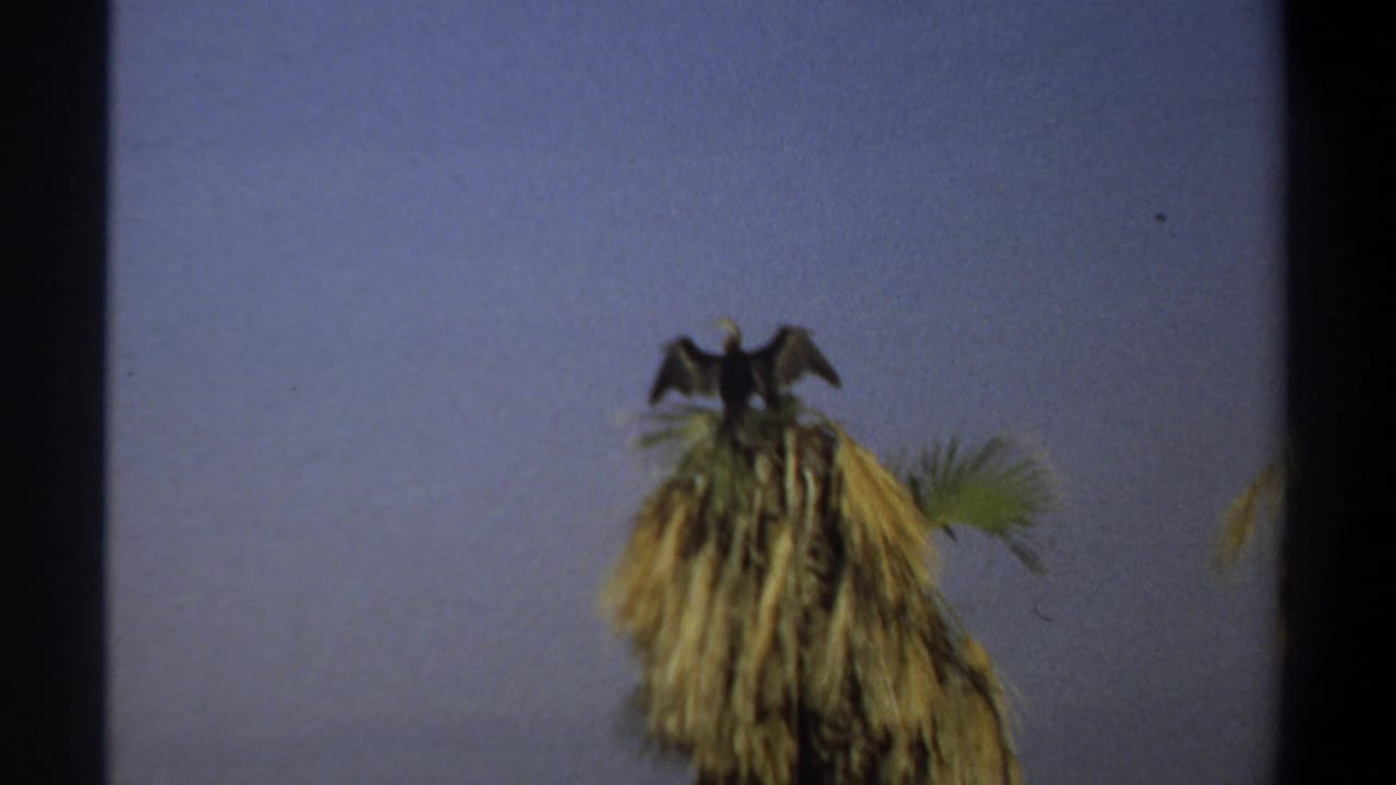 Bird remains on the palm top, framed by sky and dark film borders.