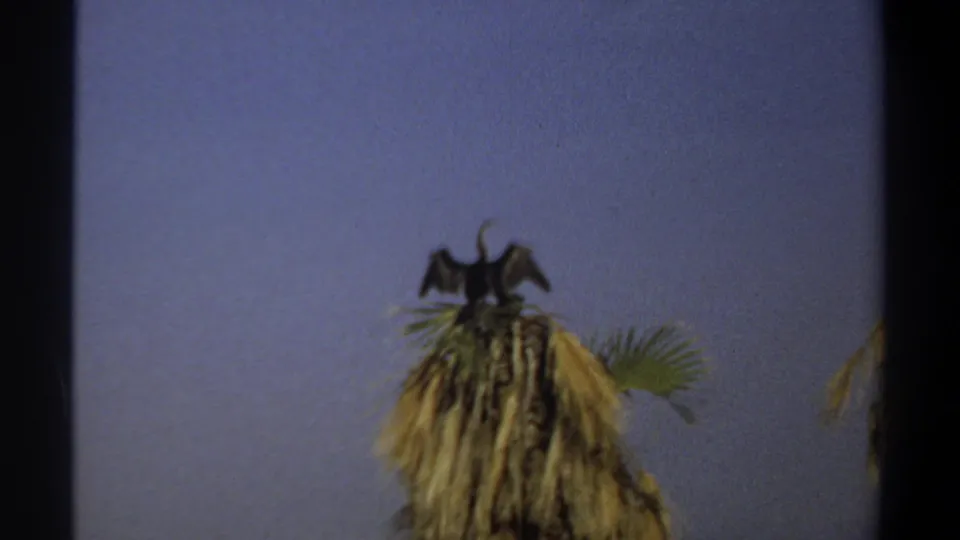 1969 Khartoum 8mm frame showing the bird raising its wings while perched on a dried palm crown against a dusky sky.