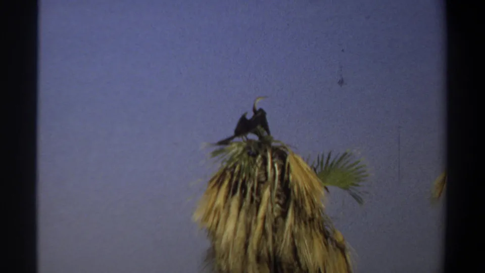 1969 Khartoum 8mm frame showing the large bird shifting on the palm crown, partly side-on against the purple-blue sky.