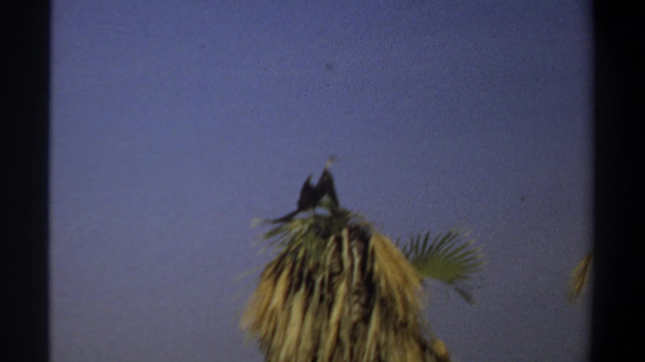 1969 Khartoum 8mm frame showing a dark long-necked bird perched atop palm fronds against a deep blue sky.