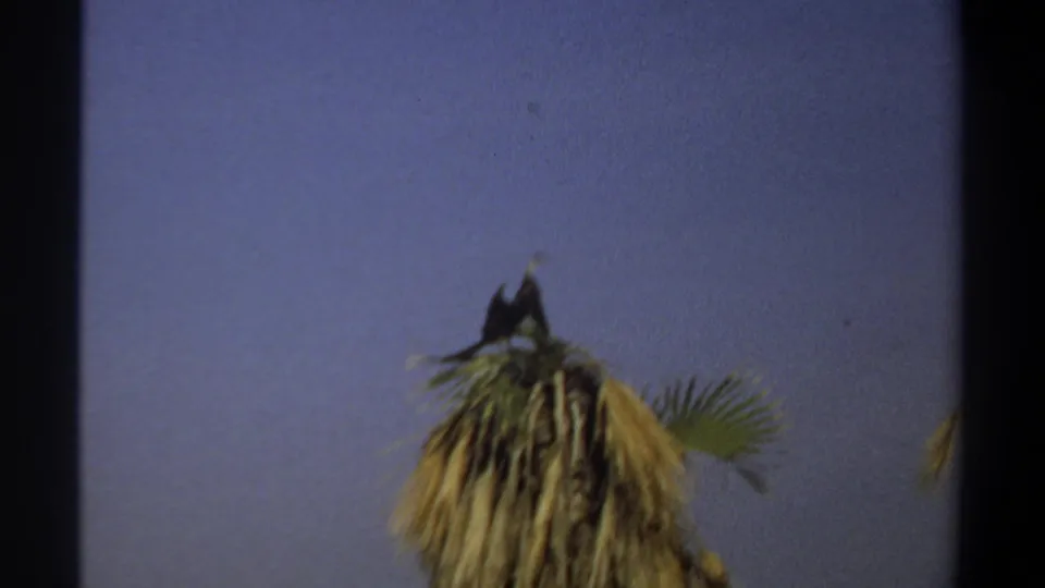 1969 Khartoum 8mm frame showing a dark long-necked bird perched atop palm fronds against a deep blue sky.