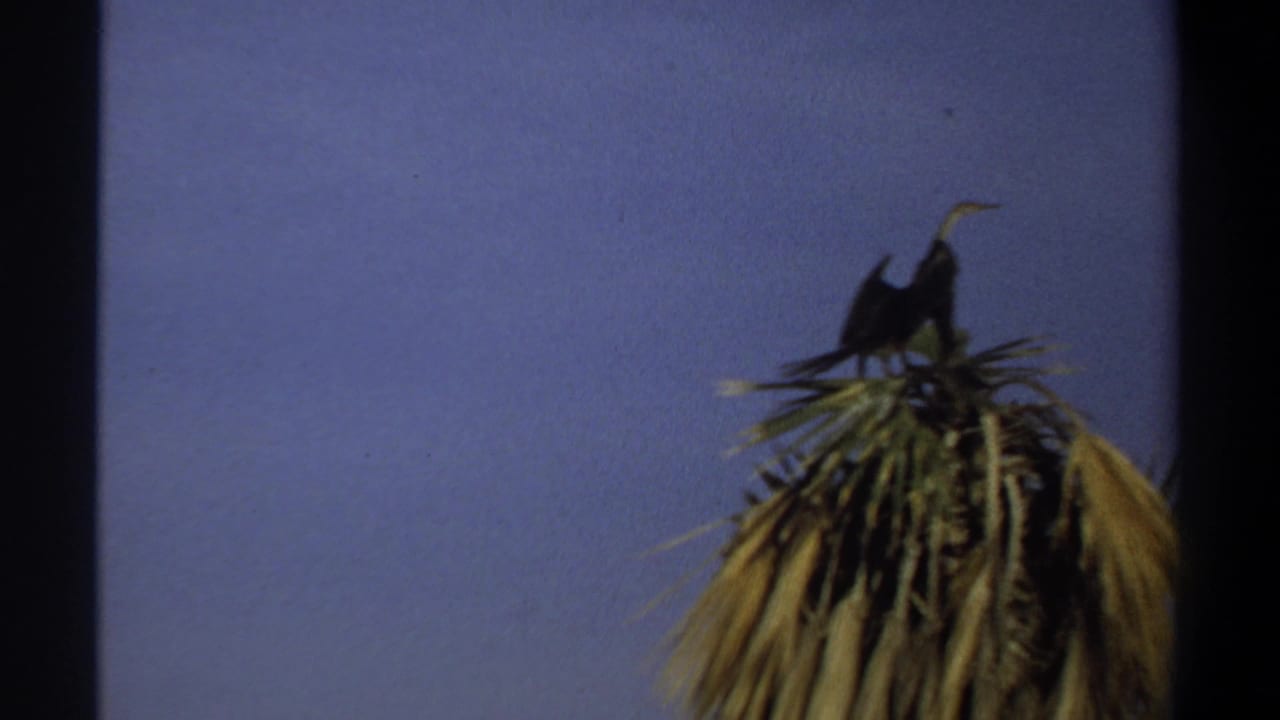 Bird silhouetted on palm fronds near the upper right of the frame.