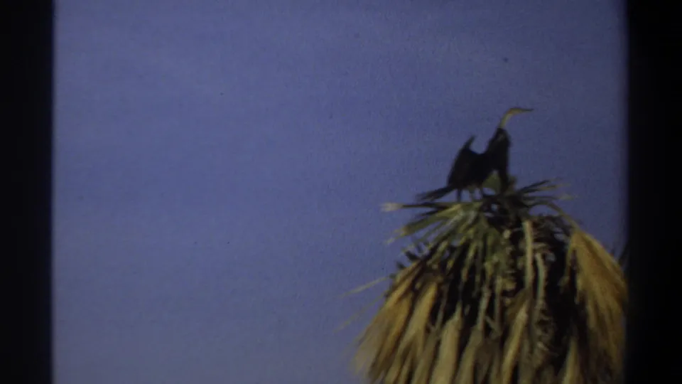 1969 Khartoum home-movie frame with a dark bird standing on palm fronds, its beak and neck silhouetted against blue sky.