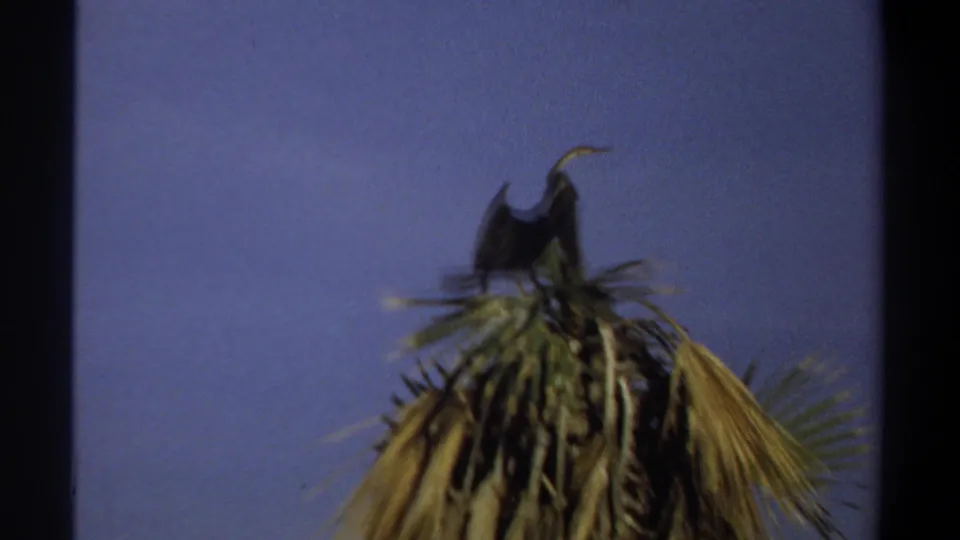 1969 Khartoum 8mm still showing the bird on a palm crown with wings partly spread in soft, grainy low light.